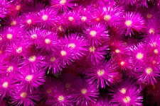 Violet floare de fundal