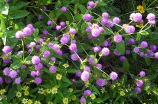 Flores púrpura