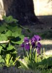 Flores de color púrpura y el tronco del
