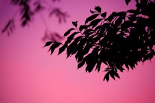 Silhueta da folha roxa