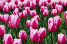 Detalhes tulipas roxas