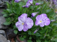 Purpurowy Viola