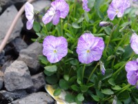 Purpurowy Viola