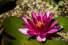 Fioletowy lilia wodna