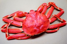 Drottning krabba (snökrabba)
