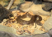 ガラガラヘビ