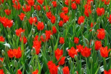 Rode en groene tulpen