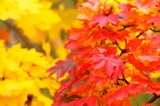 Rode en gele herfstbladeren