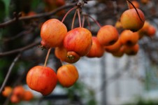 Červená jablka na podzim