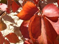 Red hojas de otoño