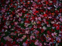 Rojo del otoño