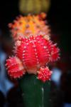 Rood bloeiende cactus