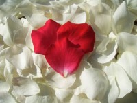Rood hart bloemblad