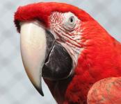 Červený papoušek