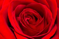 Red rose - background