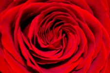 Red rose - background