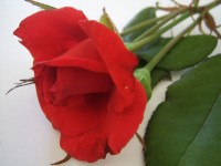Červená růže květ