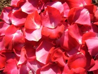 Red płatków róży