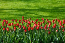 Rote Tulpe Zeile