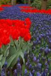 Rode tulpen en blauwe druifjes