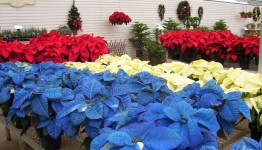 Rojo, blanco, azul y flores de pascua