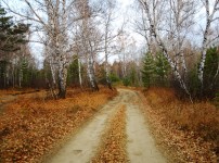 Weg in de herfst bos