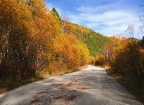 Road v podzimním lese