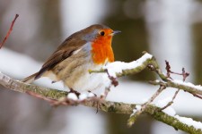 Robin în timpul iernii