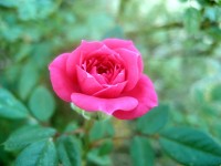 Ros blommande 2