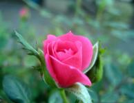 Rosa florescendo 3