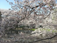 Sakura en vijver