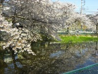 Sakura en vijver