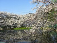 Sakura Japonia