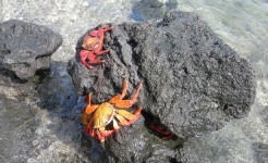 Sally Lightfoot Crabes
