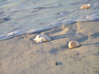 Sand und Muscheln