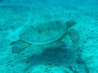 Sea Turtle 01
