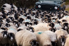 Schafe und Auto