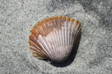 Shell in den Sand