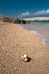 Shell на пляже