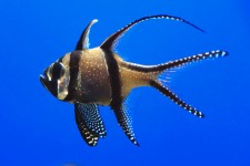 Peşte unică în acvariu