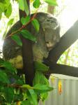 Spací koala