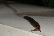 Slug a nyomvonal