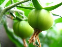 Små gröna tomater på Vine