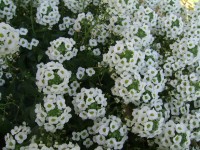 Pequeñas flores blancas