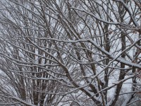 Hóval borított fa