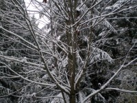Acoperite cu zăpadă Arborele