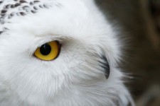 Snowy sova oko