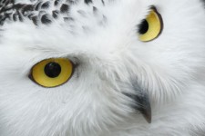 Snowy sova oči