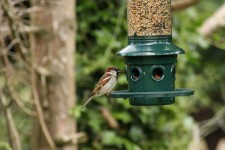 Sparrow en alimentador del pájaro