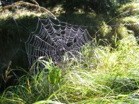 Spindelns nät